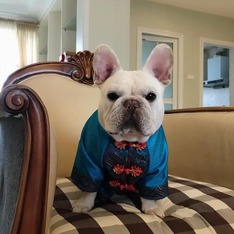 ÁO TẾT GẤM DÀNH CHO THÚ CƯNG (áo tết dành cho chó, có size cho pug, bull, corgi,...)