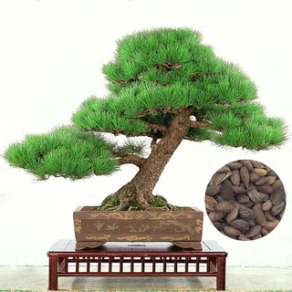 [Mới] - Hạt giống thông nhật giá rẻ - Thuận Duy Shop