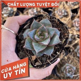 Sen đá hoa hồng đen, size bầu, sen đá Đà Lạt