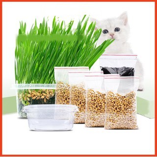 Combo hạt giống cỏ mèo dinh dưỡng, kích thích tiêu hóa cho mèo