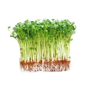 1kg Hạt Rau Mầm Củ Cải Trắng Hàng Cao Cấp (có bán sỉ số lượng)