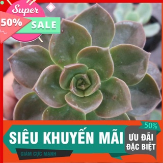 Sen nhật nguyệt