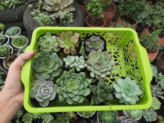 Combo 100k sen đá( 10cây 3-8cm)