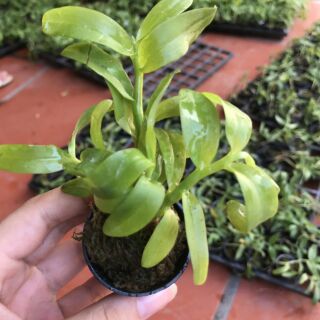 Phi điệp Hồng yên thủy