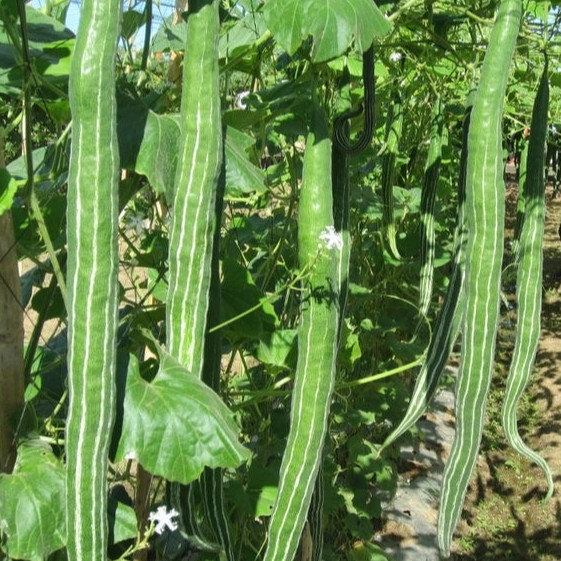 5h - HẠT GIỐNG MƯỚP RẮN