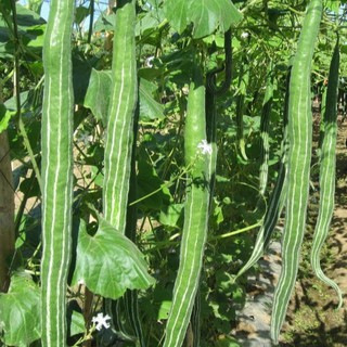 5h - HẠT GIỐNG MƯỚP RẮN