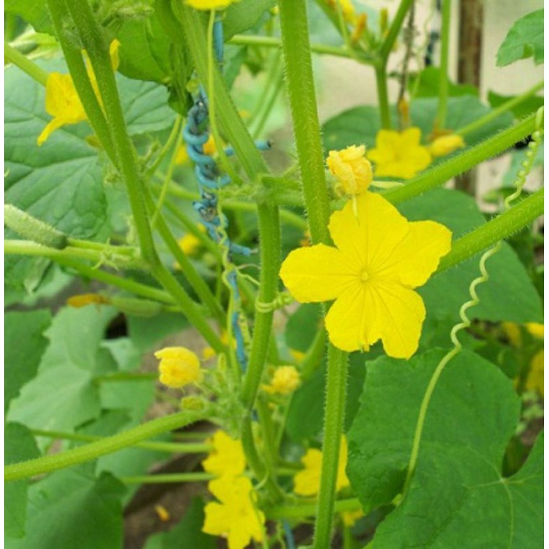 3gói) SIÊU DƯỠNG KÍCH HOA CỨNG CUỐNG , LÂU TÀN ĐẬU QUẢ TỐT