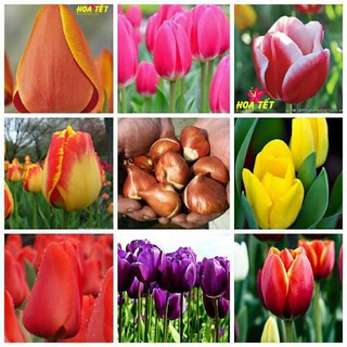 Combo 5 củ tulip 5 màu