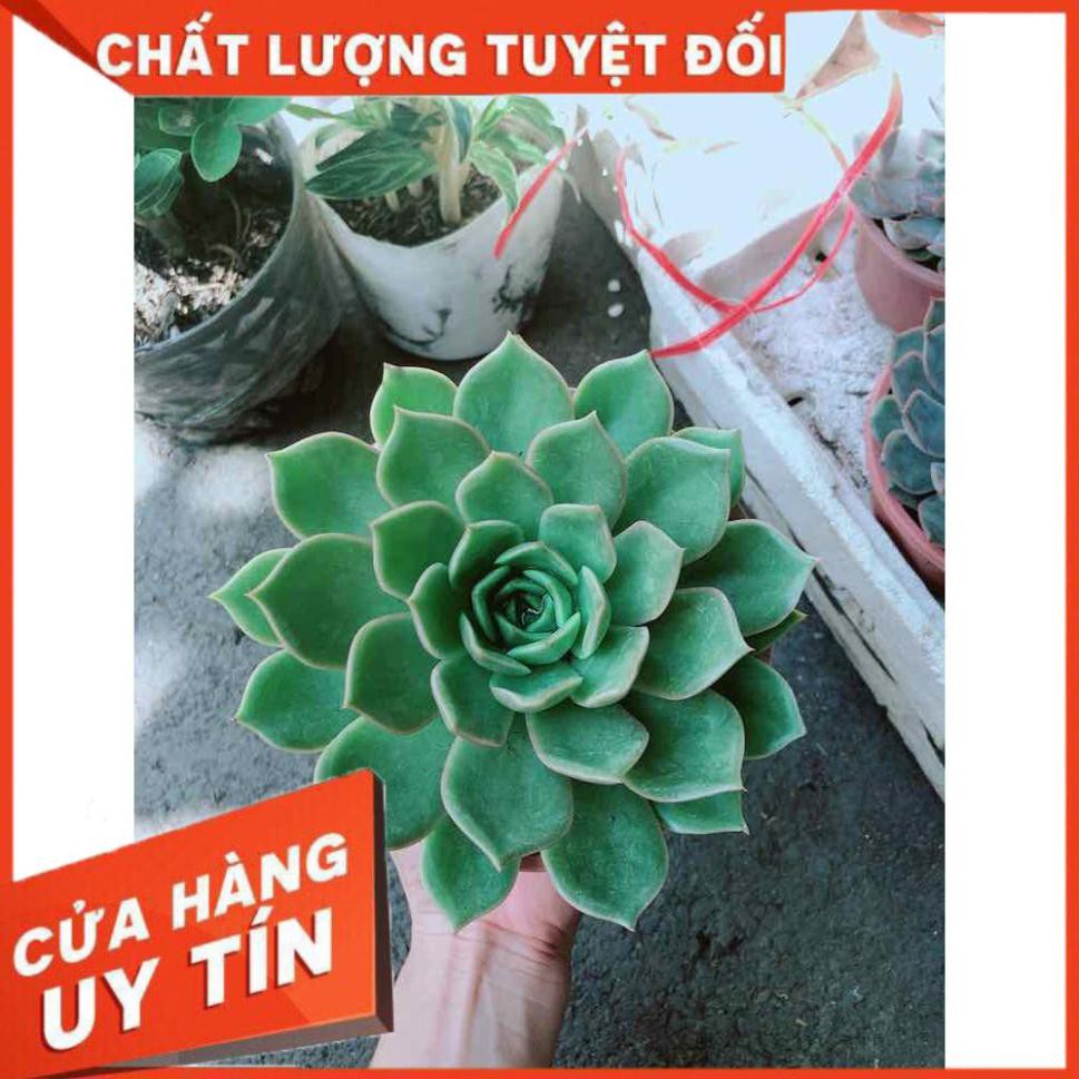 Sen Đá Xanh Cánh Cứng Nhiều Người Mua