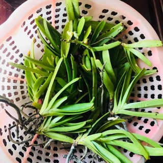 bạch nhạn giống 15cây 50k