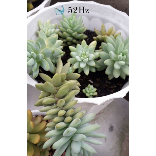 10 lá mầm sen đá siêu khỏe 100% lên mầm👍