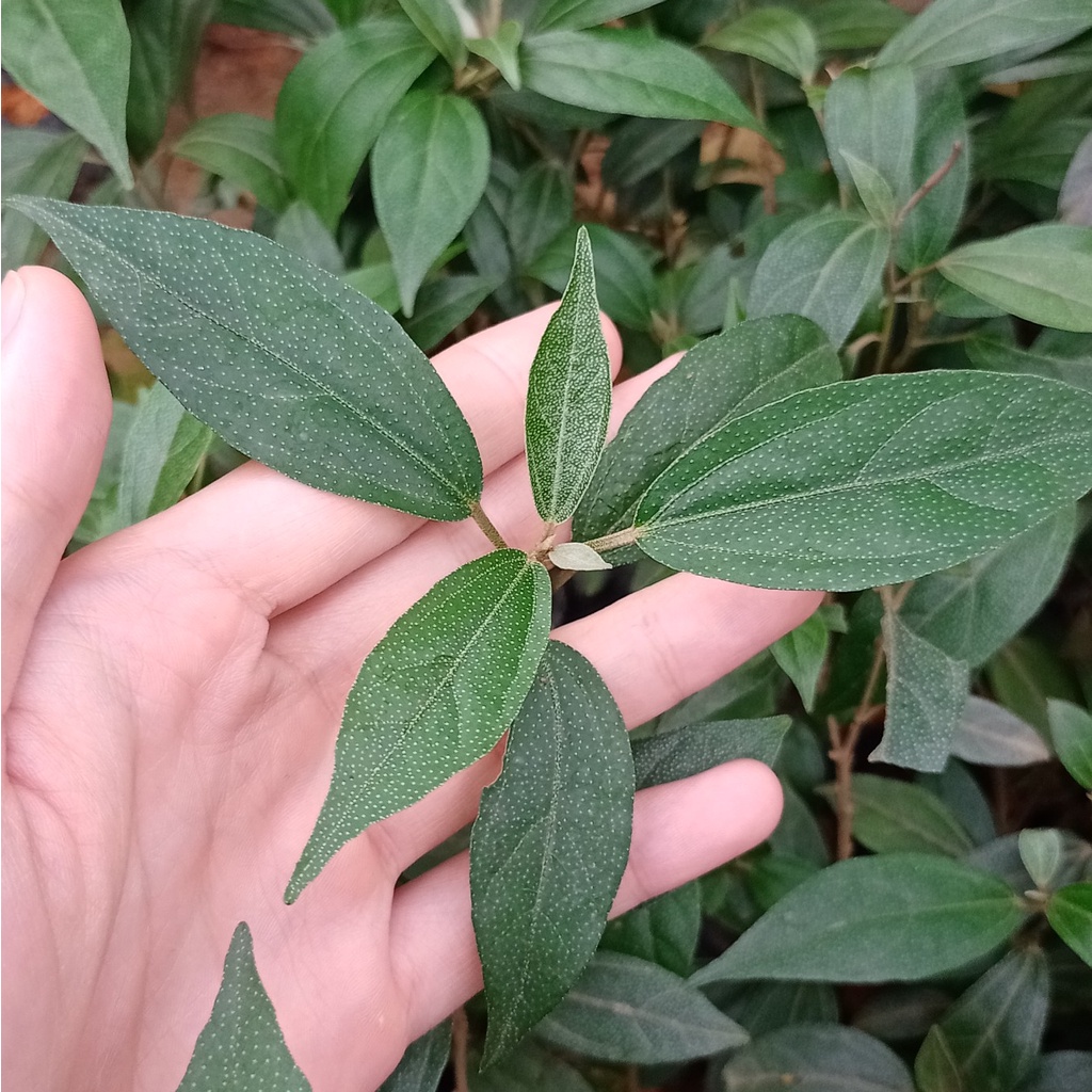 💙Khổ sâm cho lá  - Gửi cây nguyên bầu
