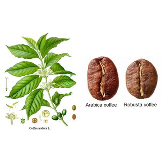 Cà phê hạt Rey Moka Nhẹ Nhàng
