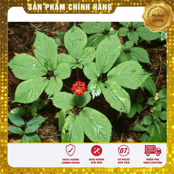 Hạt Giống Sâm Hàn Quốc -sâm cao ly (5 hạt)