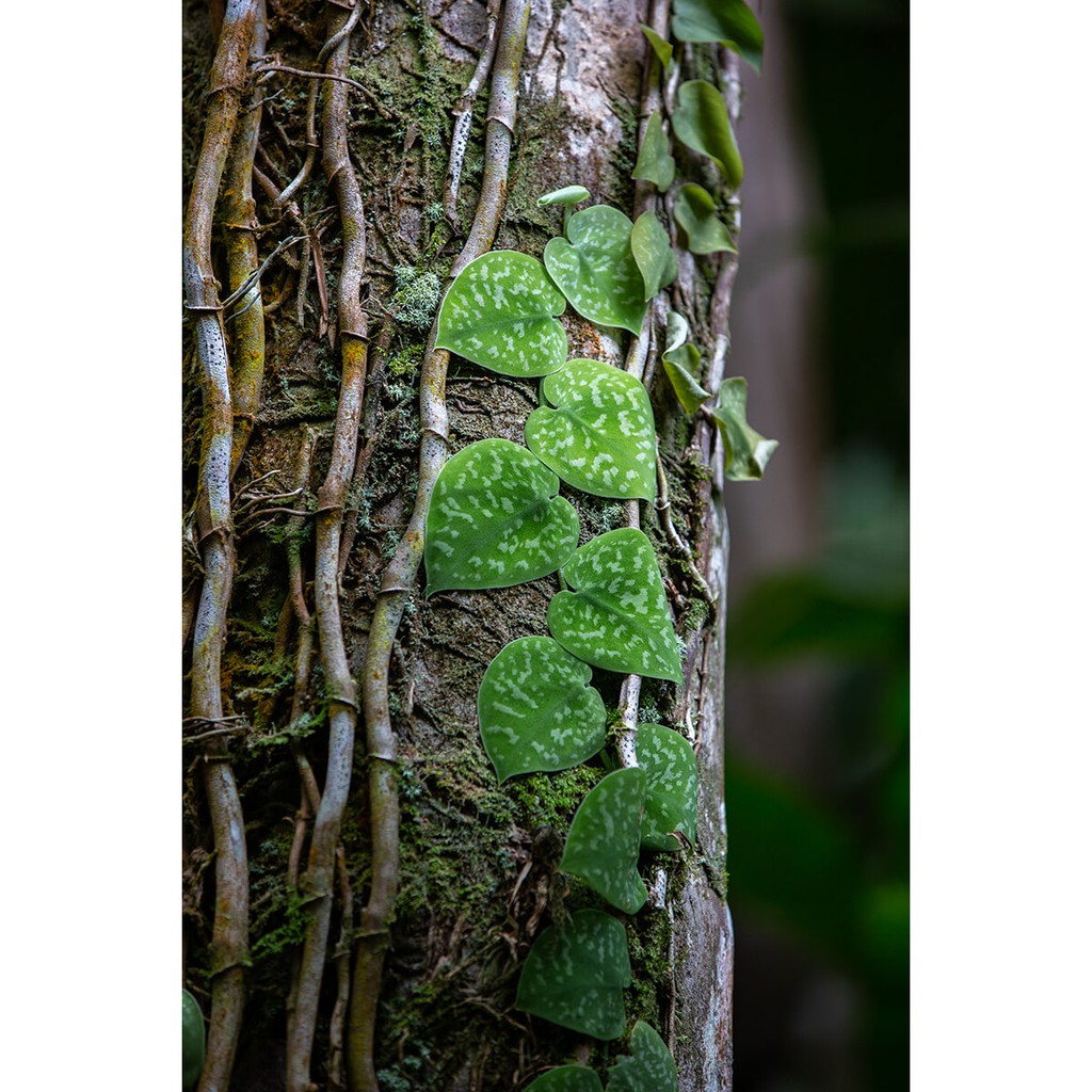 Cây Scindapsus pictus Argyraeus (Trầu Bà Lụa Argyraeus) chậu treo bí ngô