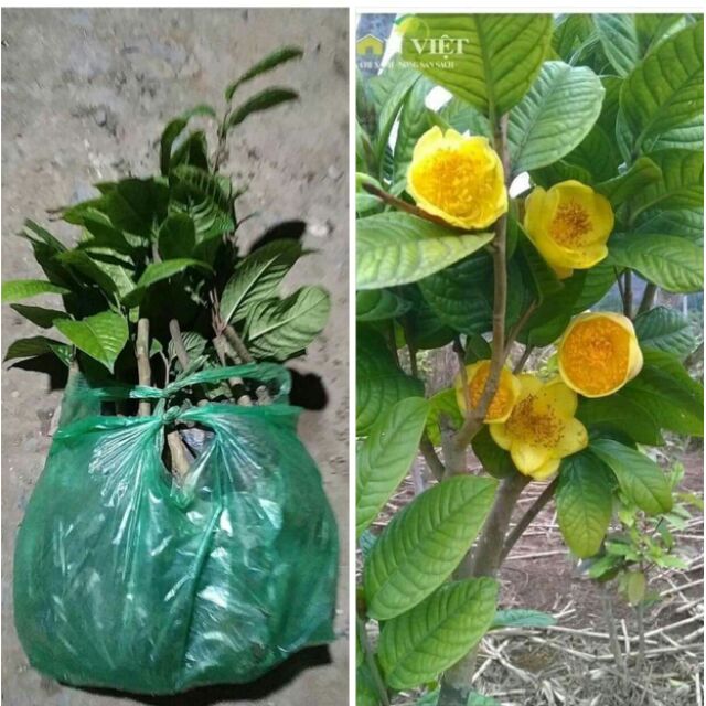Cây giống Trà Hoa Vàng Ba Chẽ