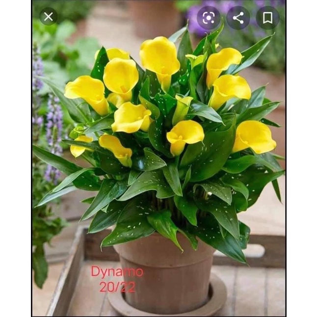 Củ hoa rum nhập Thái giá sỉ