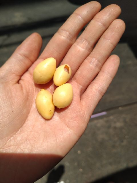 100g Bạch quả tươi | BigBuy360 - bigbuy360.vn