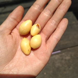 100g Bạch quả tươi