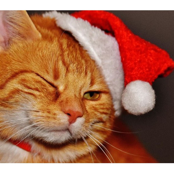 🎅🏻 Phụ kiện Nón mũ Noel Giáng sinh cho chó mèo