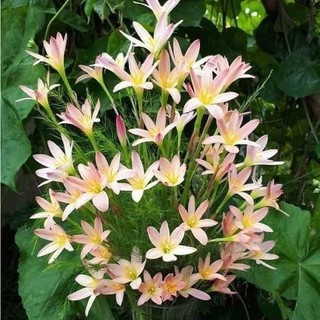 Củ hoa Huệ Mưa Vàng Cam Z.Sunset Strain (Size mẹ / baby)