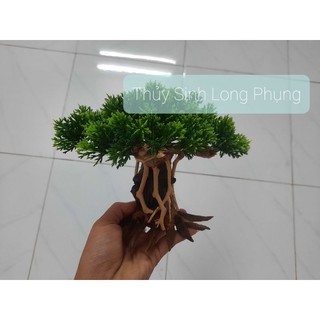 Lũa Bonsai Nấm Tùng hồ cá ( nhiều size )