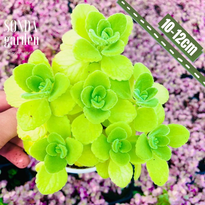 Sen thơm nhất mạt hương SONDA GARDEN size trung bình 10cm, xuất xứ Đà Lạt, khoẻ đẹp, lỗi 1 đổi 1