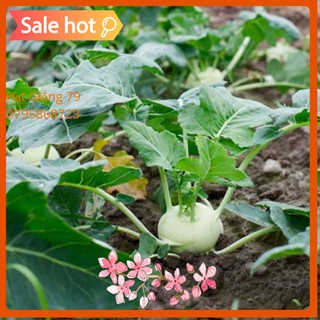 HẠT GIỐNG CỦ SU HÀO 2GR