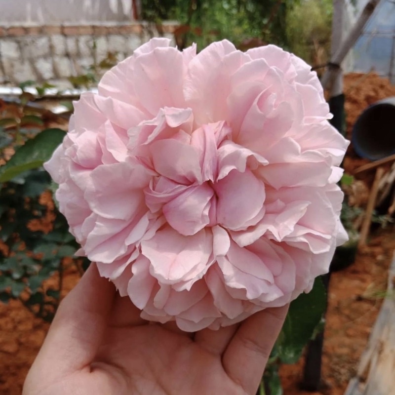 Cây hoa hồng bụi màu hồng nhạt Miranda, cây nguyên chậu cao 50-60cm. thienan22916