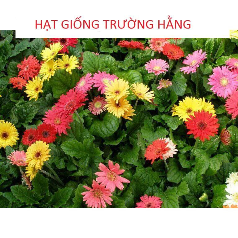 Gói 100 Hạt Giống Hoa Đồng Tiền Kép Lùn - Mix (Gerbera)