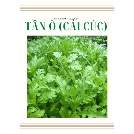 HẠT GIỐNG TẦN Ô ( CẢI CÚC) - 20gr