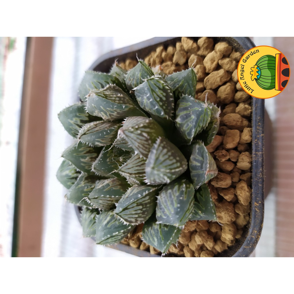 Sen đá Haworthia Mirror Ball | Sen đã thuần | Sen đá Kim Cương