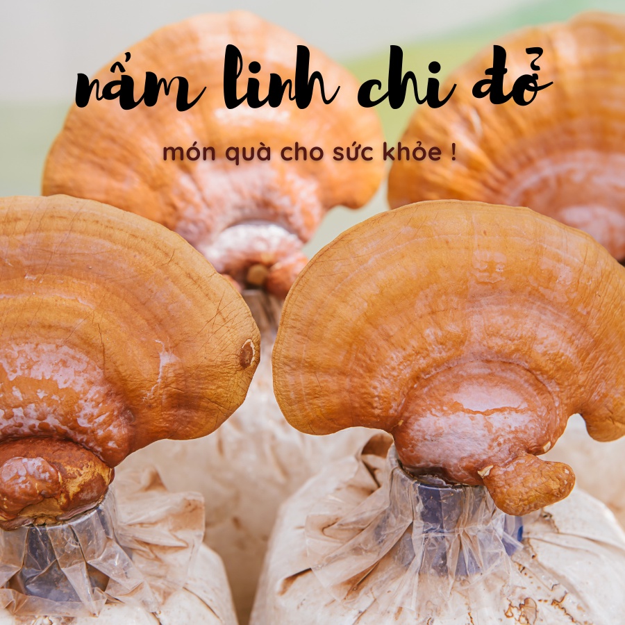 Nấm linh chi đỏ thượng hạn