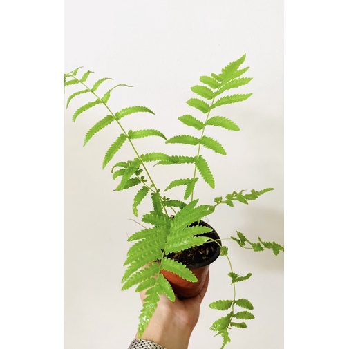 Chậu cây dương xỉ nhỏ để bàn