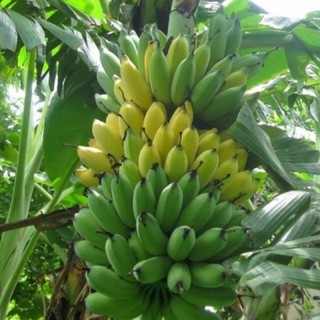 combo 5 cây CHUỐI TÂY THÁI cấy mô