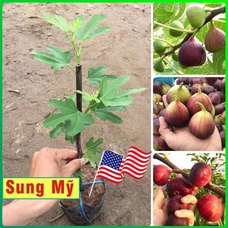 Cây giống Sung Mỹ Brown Turkey giống sung cho quả to và ngọt dễ trồng phù hợp với khí hậu Việt Nam chiều cao 50cm - 80cm