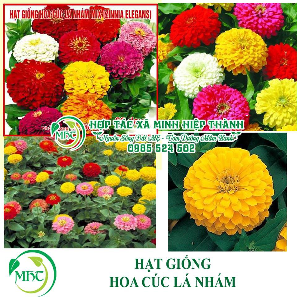 Hạt giống hoa cúc lá nhám