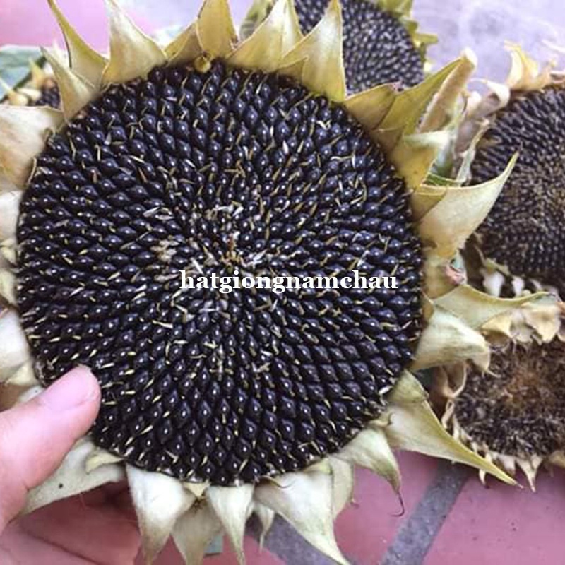 30H - HẠT GIỐNG HƯỚNG DƯƠNG BÔNG TO LẤY HẠT