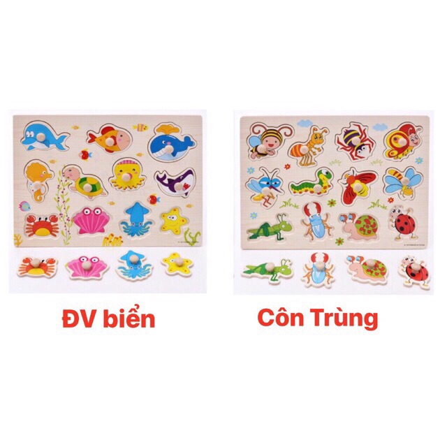 Bảng ghép có núm các chủ đề 20*30cm