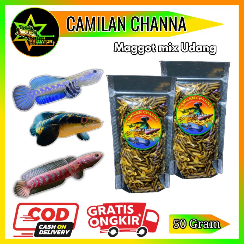 Thức ăn nhẹ cho cá lóc gồm hỗn hợp tôm và giòi 50g