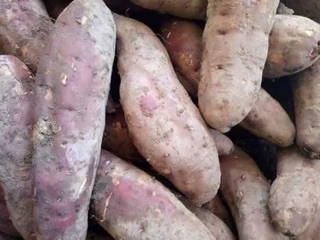 Khoai lang mật Đà Lạt