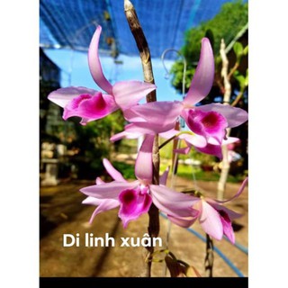 Hoa lan Di Linh
