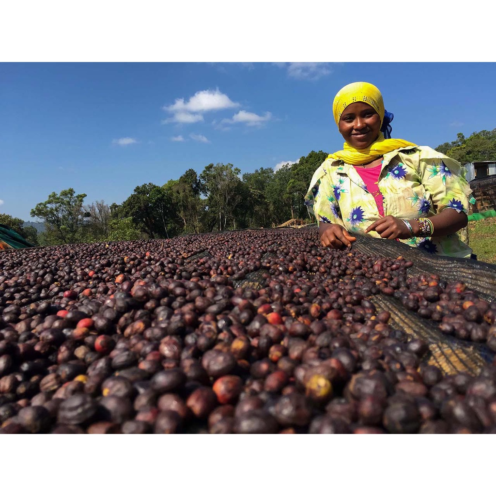 Cà phê hạt nguyên chất Ethiopia G1 Bench Maji Geisha (dùng cho pha máy, Espresso, Pour over...)