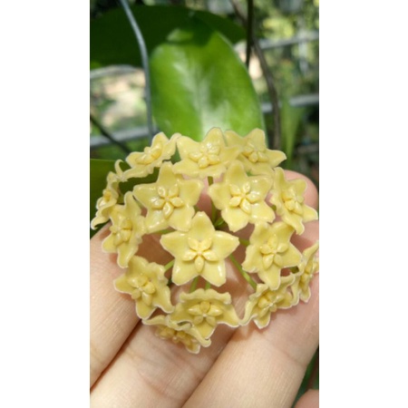Cẩm cù vàng Montana chậu lớn sắp hoa