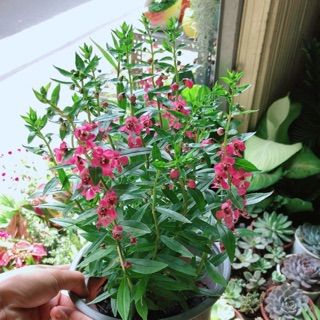 Chậu Cây Lưu Ly