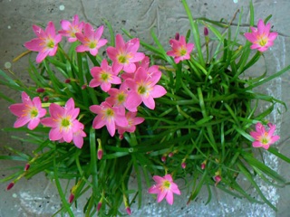 Củ Huệ Mưa