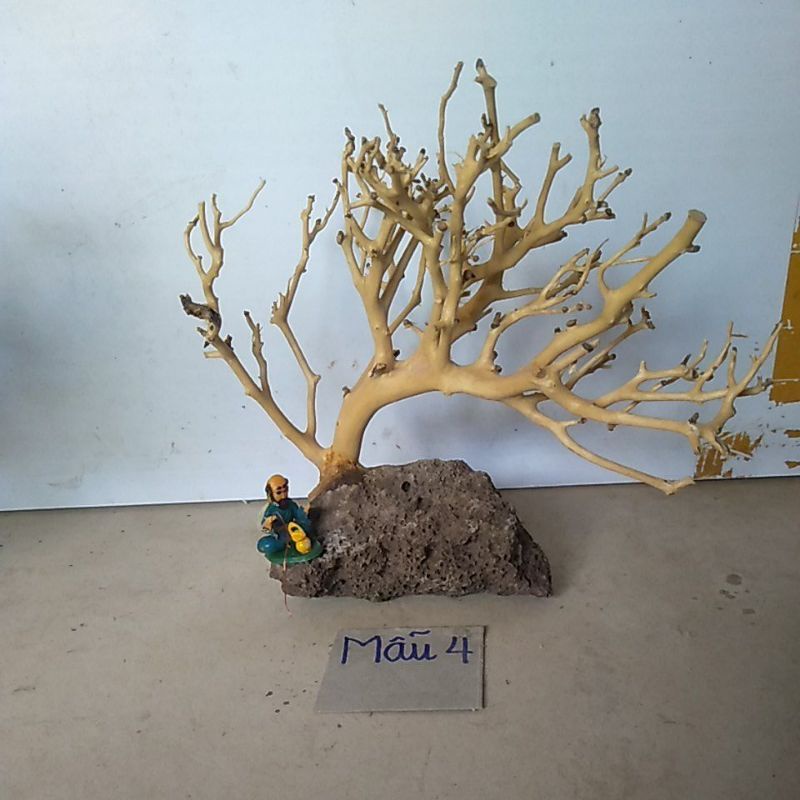 bonsai bể cá cảnh