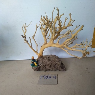 bonsai bể cá cảnh