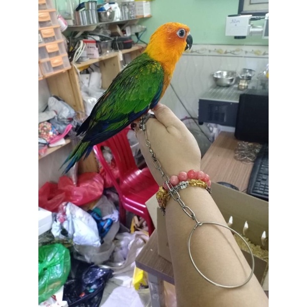 Xích chân chim vẹt ngực hồng .