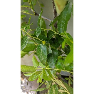 Táo tàu hồ lô
